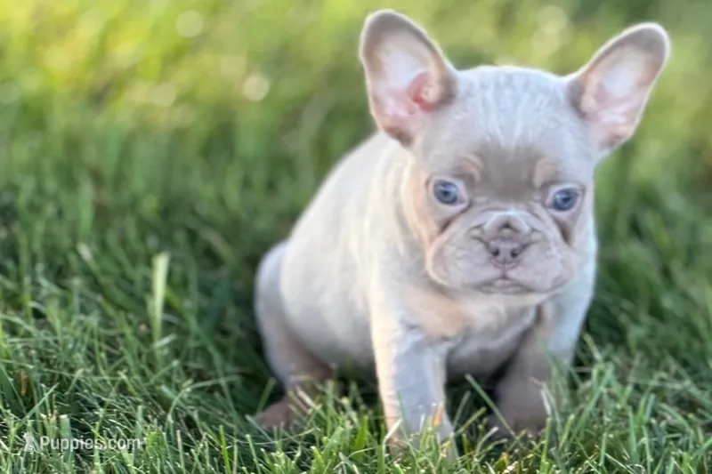 Babe – French Bulldog puppy for sale in Sturgis, MI