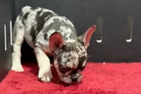 Zippy , a male French Bulldog for sale in Sturgis, MI – 3 of 10