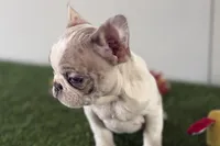 Gabriella, a female French Bulldog for sale in Sturgis, MI – Photo 1 of 8