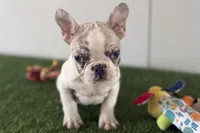 Gabriella, a female French Bulldog for sale in Sturgis, MI – Photo 7 of 8