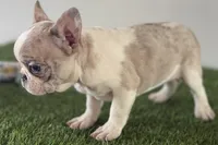 Gabriella, a female French Bulldog for sale in Sturgis, MI – Photo 6 of 8