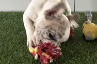 Gabriella, a female French Bulldog for sale in Sturgis, MI – Photo 2 of 8