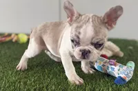 Gabriella, a female French Bulldog for sale in Sturgis, MI – Photo 8 of 8