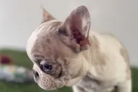 Gabriella, a female French Bulldog for sale in Sturgis, MI – Photo 4 of 8