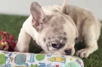 Gabriella, a female French Bulldog for sale in Sturgis, MI – Photo 3 of 8