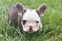 Gypsy , a female French Bulldog for sale in Sturgis, MI – 6 of 10