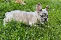 Gizmo, a male French Bulldog for sale in Sturgis, MI – 9 of 9