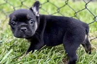 Cupcake, a female French Bulldog for sale in Sturgis, MI – 2 of 10
