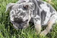 Breezy , a female French Bulldog for sale in Sturgis, MI – 7 of 10