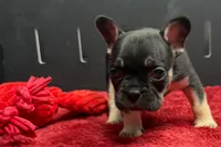 Zara , a male French Bulldog for sale in Sturgis, MI – 7 of 9