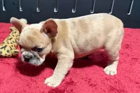 Lacy, a  French Bulldog for sale in Sturgis, MI – 6 of 10