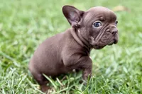 Clarabelle, a female French Bulldog for sale in Sturgis, MI – 10 of 10