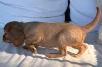 Sadie , a female Cavalier King Charles Spaniel for sale in Sturgis, MI – 3 of 10