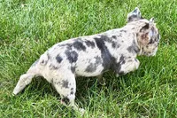 Roxy , a female Frenchton for sale in Sturgis, MI – 3 of 10