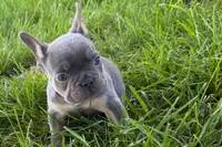 Ronnie, a male French Bulldog for sale in Sturgis, MI – 7 of 10