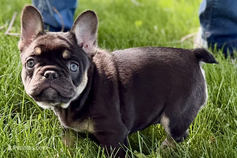 Denver – French Bulldog puppy for sale in Sturgis, MI