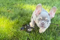 Eddie, a male French Bulldog for sale in Sturgis, MI – 3 of 9