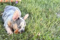 Kirby, a male French Bulldog for sale in Sturgis, MI – 9 of 10