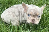 Eeyore, a male French Bulldog for sale in Sturgis, MI – 3 of 10