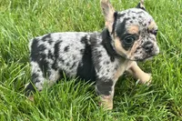 Frack, a male French Bulldog for sale in Sturgis, MI – 7 of 7