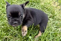 Cupcake, a female French Bulldog for sale in Sturgis, MI – 10 of 10