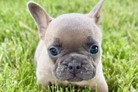 Bailey, a female French Bulldog for sale in Sturgis, MI – 2 of 9
