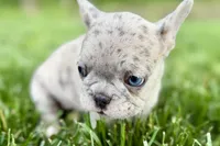Glory, a female French Bulldog for sale in Sturgis, MI – 4 of 10