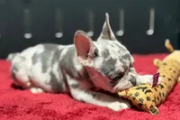 Zink, a female French Bulldog for sale in Sturgis, MI – 3 of 10
