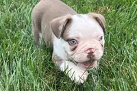 Gunner, a male French Bulldog for sale in Sturgis, MI – 7 of 10