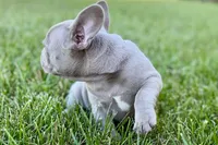 Colt, a male French Bulldog for sale in Sturgis, MI – 8 of 8