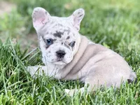 Gummy, a male French Bulldog for sale in Sturgis, MI – 6 of 10