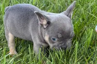 Ronnie, a male French Bulldog for sale in Sturgis, MI – 2 of 10
