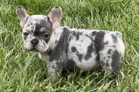 Ethel, a female French Bulldog for sale in Sturgis, MI – 4 of 9