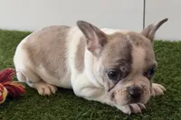 processed/0727833c-ded3-4751-9f29-86ddde59aeeb/listing/610824ec-0d44-4ef3-a039-2d25d81b3f32/2e9b6ed1-b64e-404c-b2b4-242700be807d