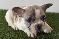 processed/0727833c-ded3-4751-9f29-86ddde59aeeb/listing/610824ec-0d44-4ef3-a039-2d25d81b3f32/74d6a63f-5997-4787-9e63-112c90b072fc