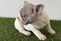 processed/0727833c-ded3-4751-9f29-86ddde59aeeb/listing/610824ec-0d44-4ef3-a039-2d25d81b3f32/bdb381c0-d5e5-4d93-ad03-a682f755e81d