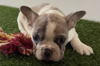 processed/0727833c-ded3-4751-9f29-86ddde59aeeb/listing/610824ec-0d44-4ef3-a039-2d25d81b3f32/c3c7d117-da13-40dd-ac1b-4c18632ec24a