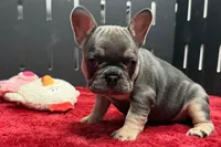 Xyla , a female French Bulldog for sale in Sturgis, MI – 4 of 6