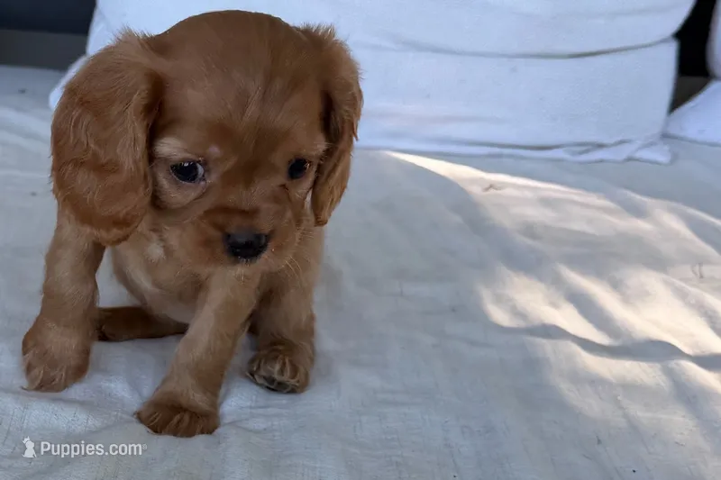 Sadie  – Cavalier King Charles Spaniel puppy for sale in Sturgis, MI