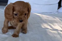 Sadie , a female Cavalier King Charles Spaniel for sale in Sturgis, MI – 1 of 10