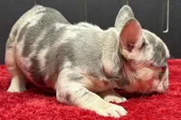 Zink, a female French Bulldog for sale in Sturgis, MI – 3 of 8