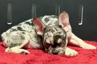 Zippy , a male French Bulldog for sale in Sturgis, MI – 4 of 10