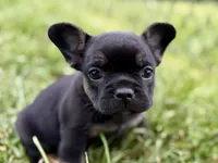 Cupcake, a female French Bulldog for sale in Sturgis, MI – 3 of 10