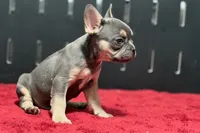 Zilo, a male French Bulldog for sale in Sturgis, MI – 5 of 9