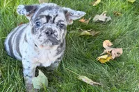 Korsak , a male French Bulldog for sale in Sturgis, MI – 4 of 10