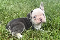 Gaddy, a male French Bulldog for sale in Sturgis, MI – 7 of 10