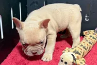 Leo, a  French Bulldog for sale in Sturgis, MI – 8 of 10