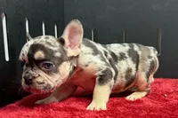 Zippy , a male French Bulldog for sale in Sturgis, MI – 4 of 6
