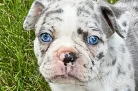 Royal, a female Frenchton for sale in Sturgis, MI – 8 of 8