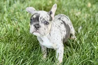 Greta, a female French Bulldog for sale in Sturgis, MI – 8 of 8